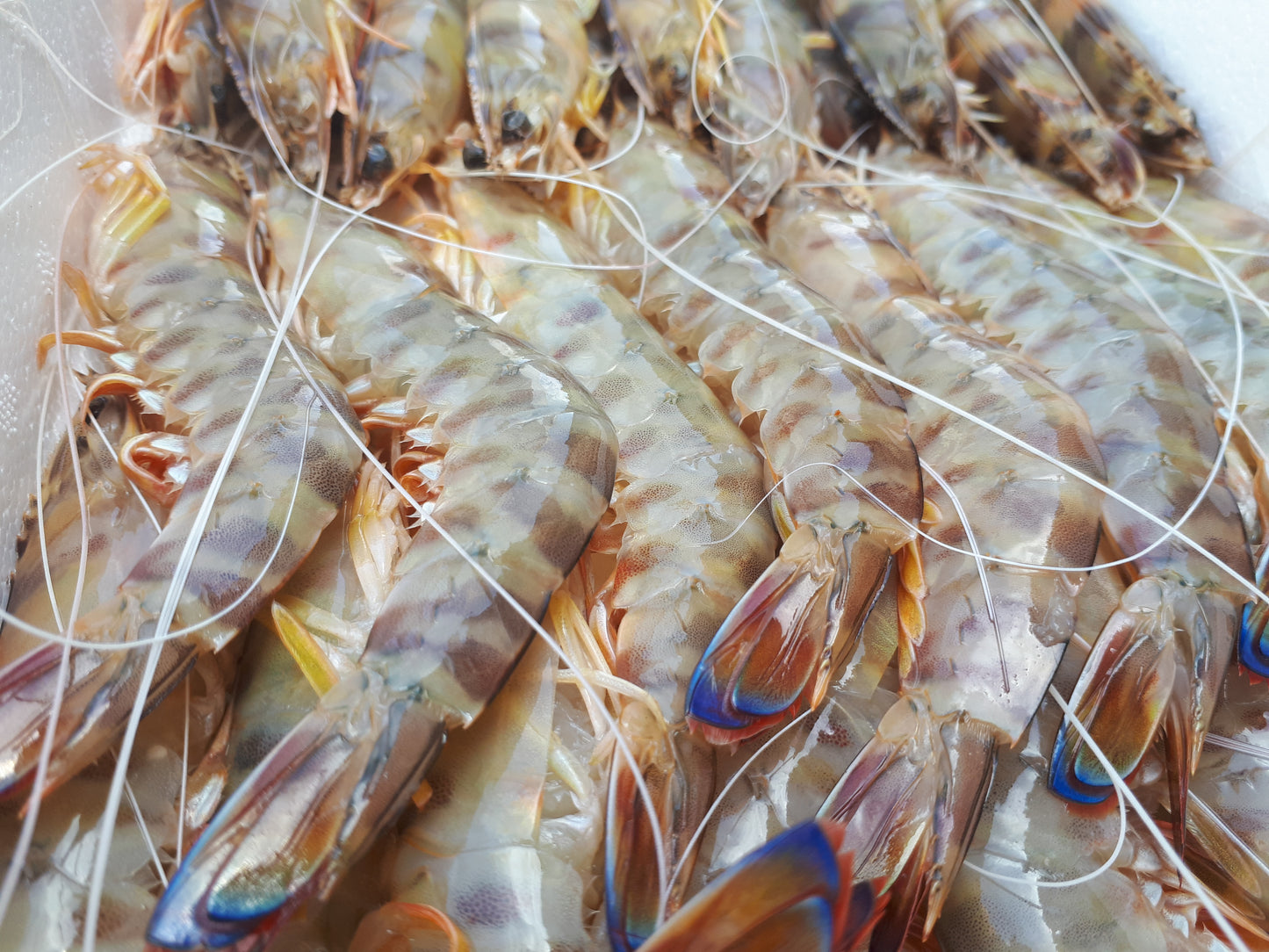 Sanlúcar Prawn