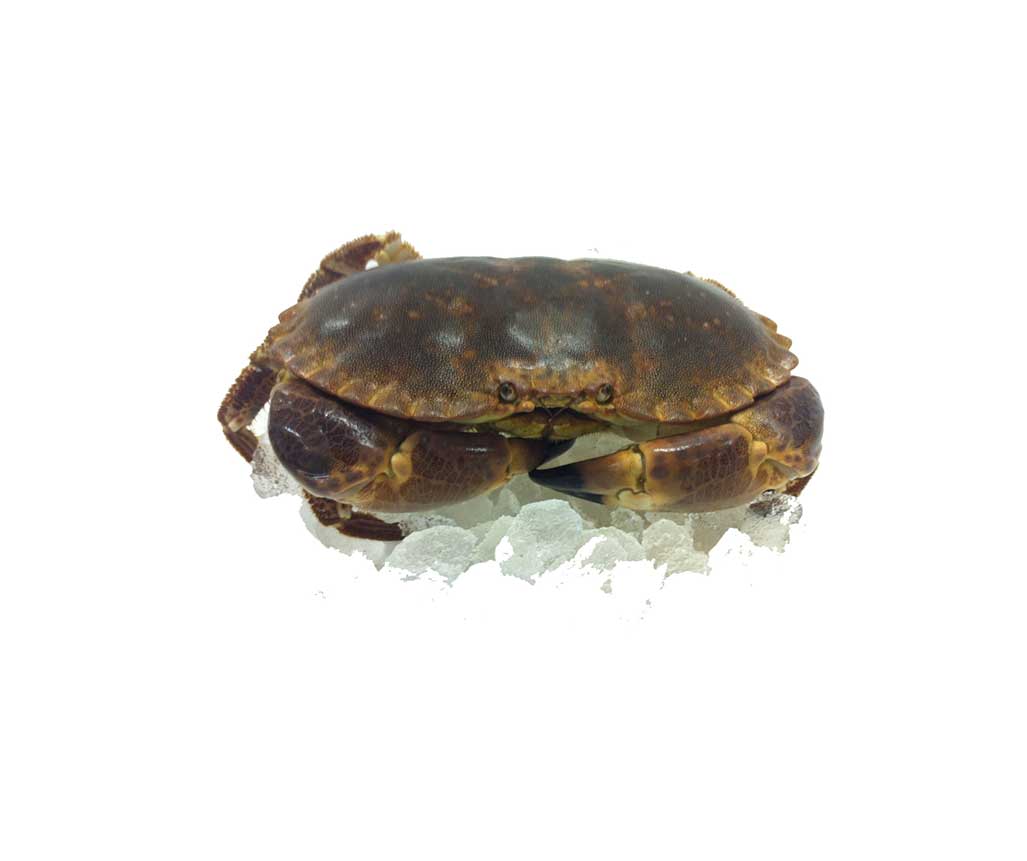 Crab